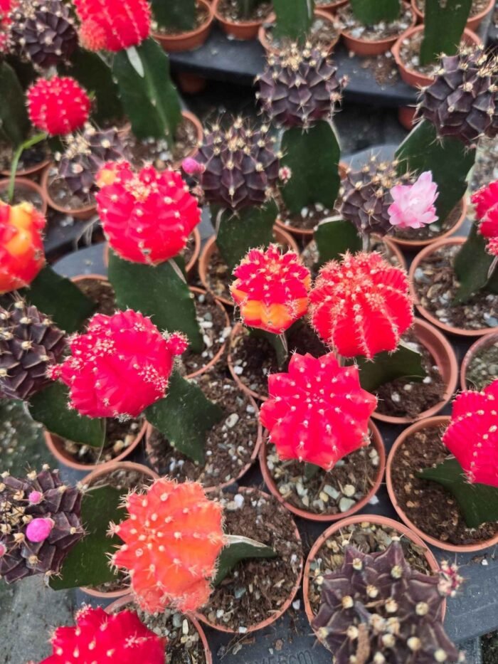 Moon Cactus - Image 3