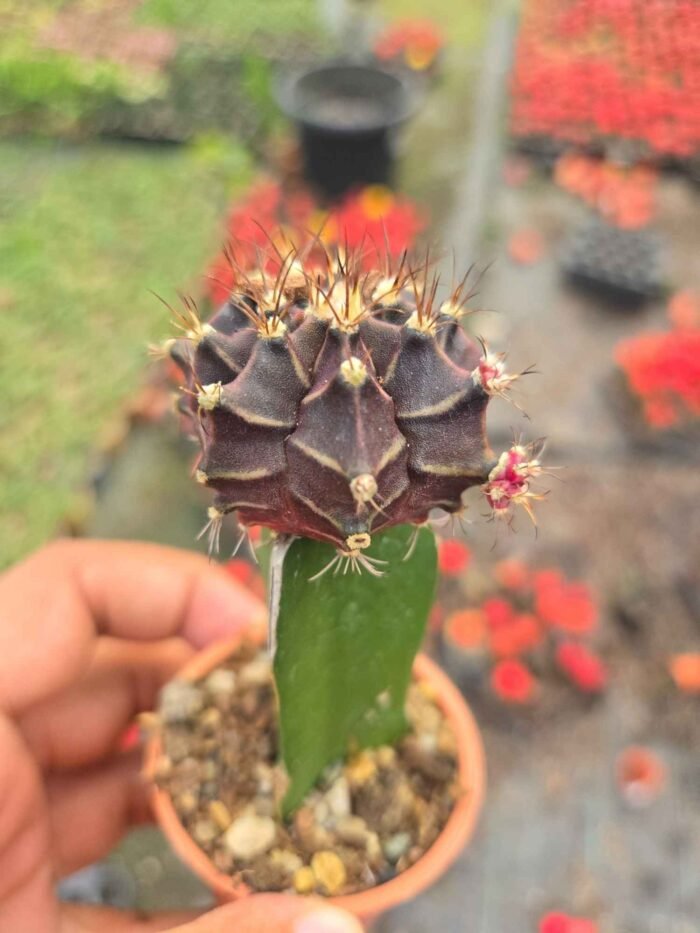 Moon Cactus - Image 2