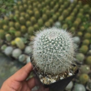 Pure Indoor Plant