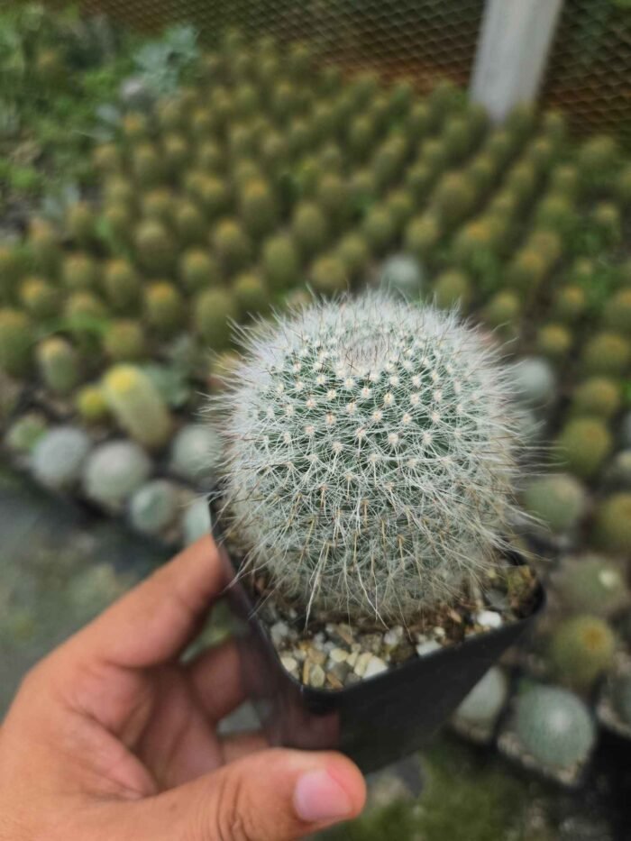 Mammillaria cactus - Image 2
