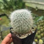 Mammillaria cactus
