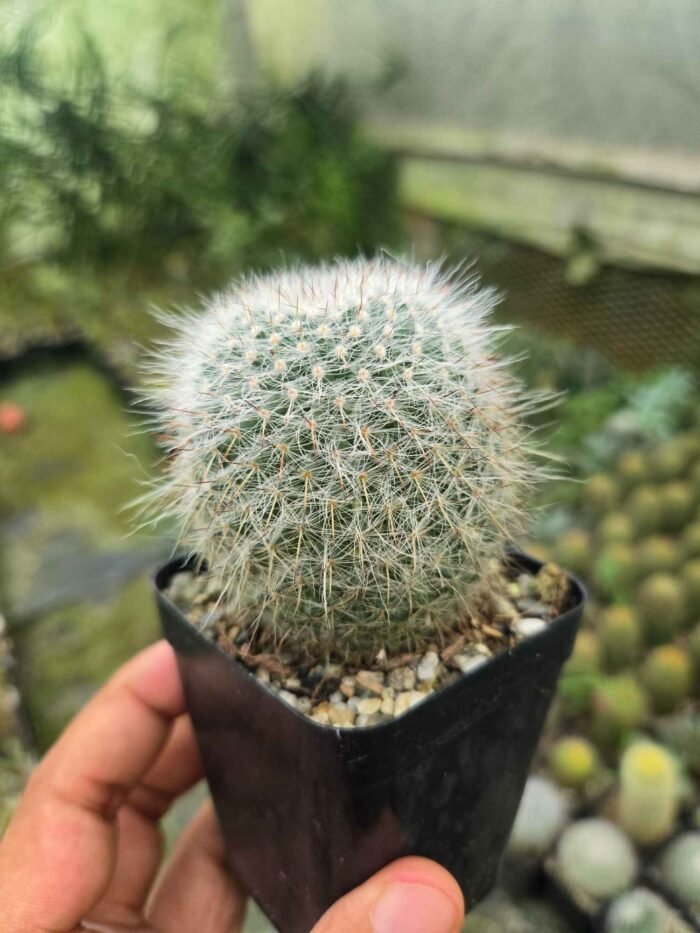 Mammillaria cactus