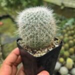 Mammillaria cactus