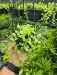 Green Leaf