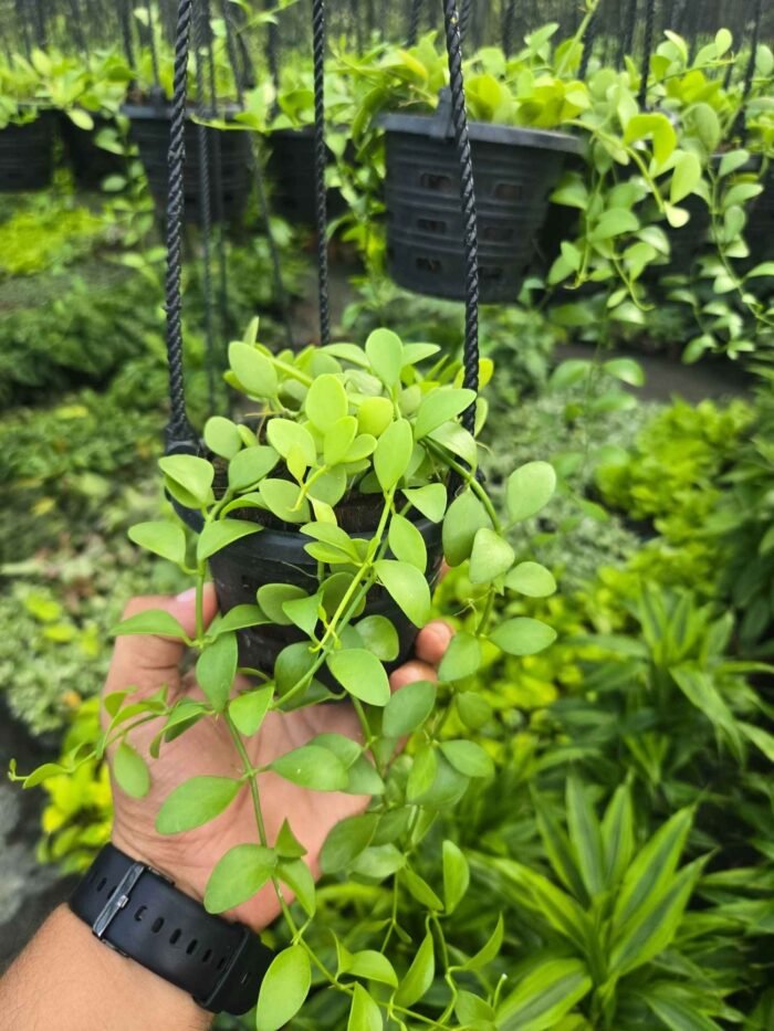 Green Leaf