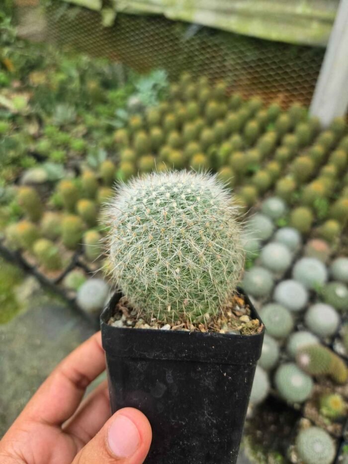 Mammillaria cactus - Image 3