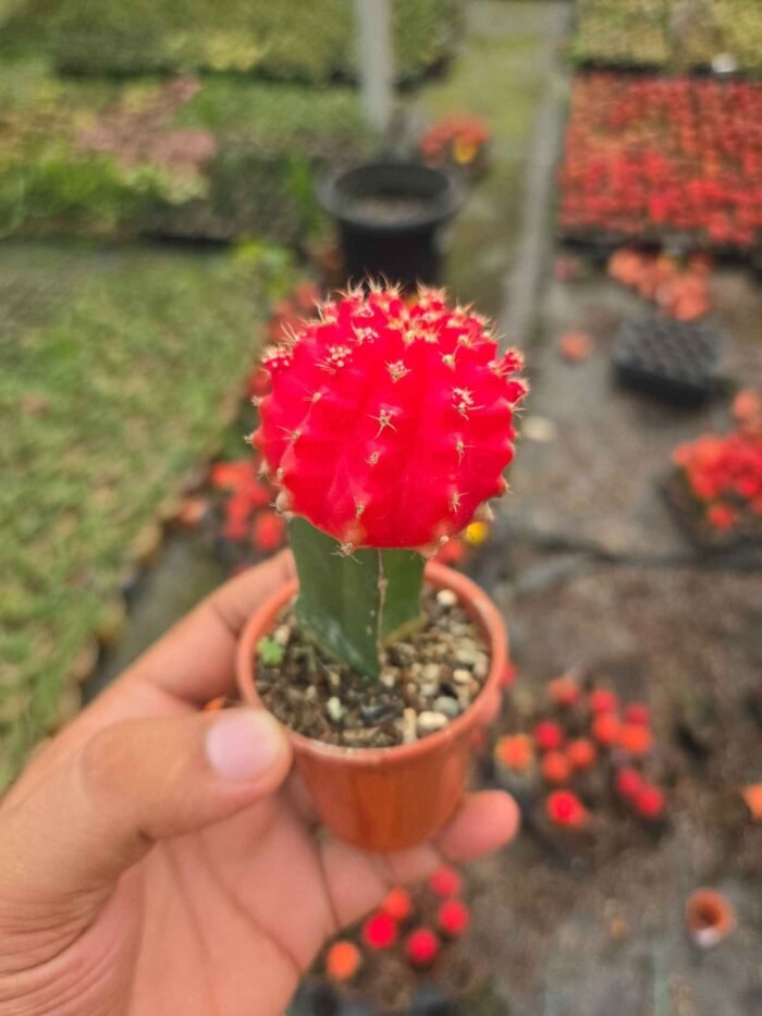 Moon Cactus
