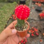 Moon Cactus