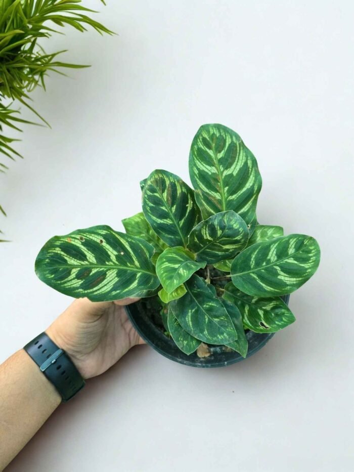 Calathea Makoyana - Image 3