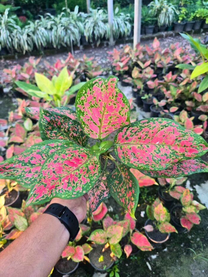 Aglaonema Anjuman