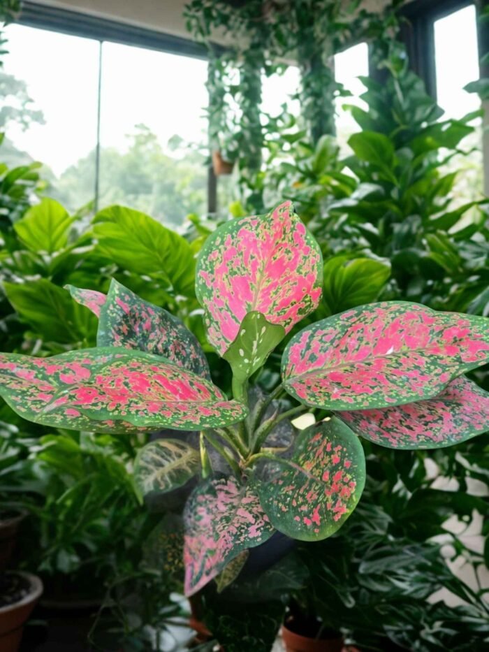 Aglaonema Anjuman - Image 3