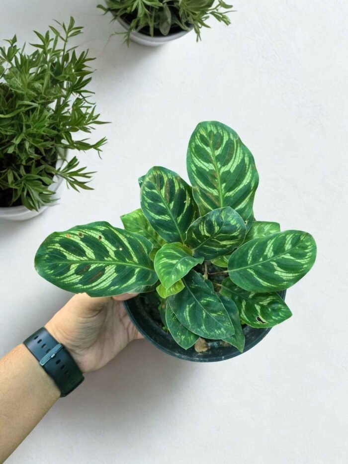 Calathea Makoyana