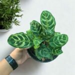 Calathea Makoyana