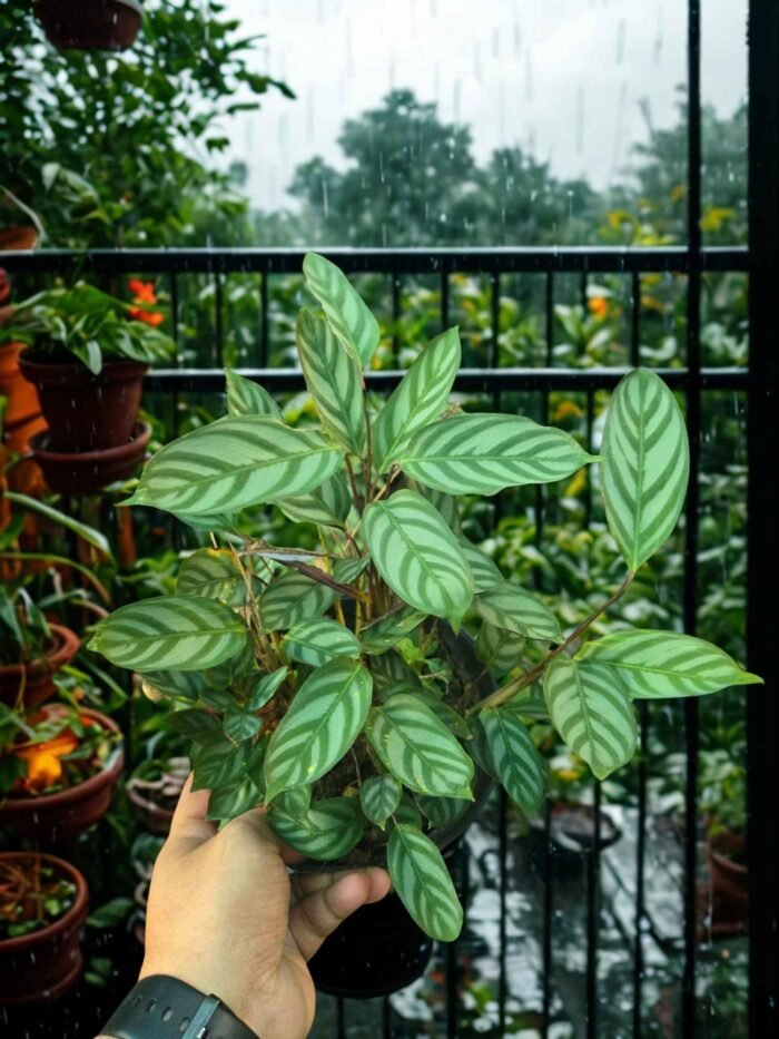 Never Never Plant/ Fishbone plant - Image 2