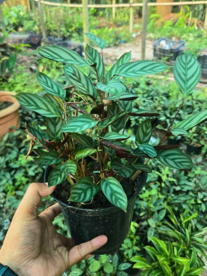 Never Never Plant/ Fishbone plant