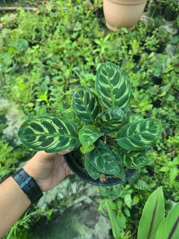 Calathea Makoyana - Image 2