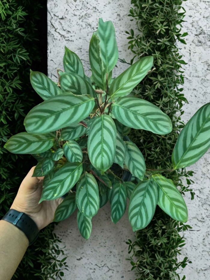 Never Never Plant/ Fishbone plant - Image 3