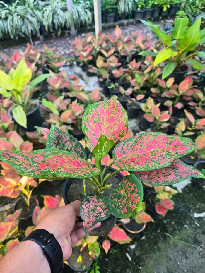 Aglaonema Anjuman - Image 2