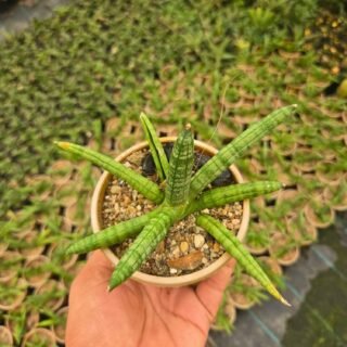 Indoor Ornamental Plants