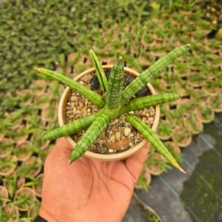 Indoor Ornamental Plants