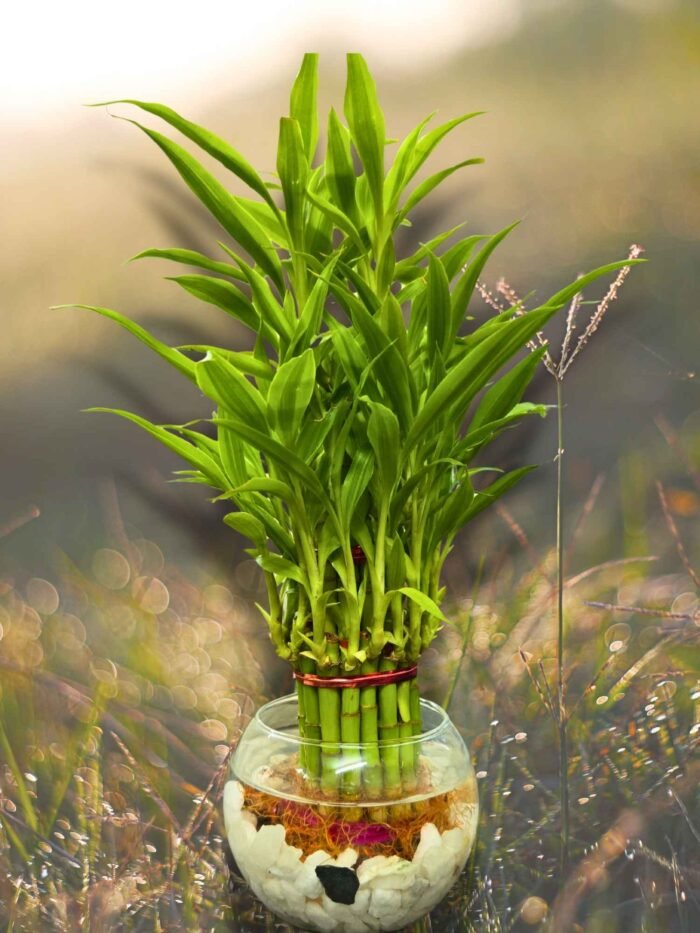 Lucky Bamboo in Crystal Pot - Image 2