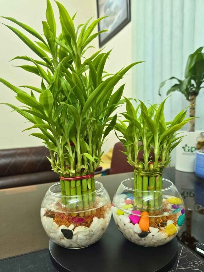 Lucky Bamboo in Crystal Pot