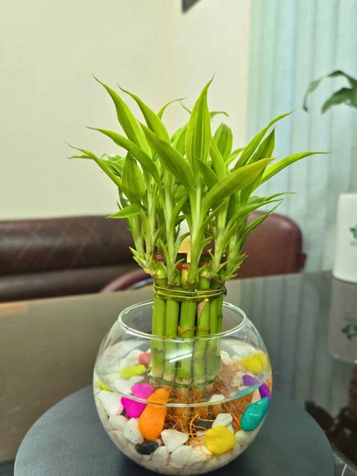 Lucky Bamboo in Crystal Pot - Image 3