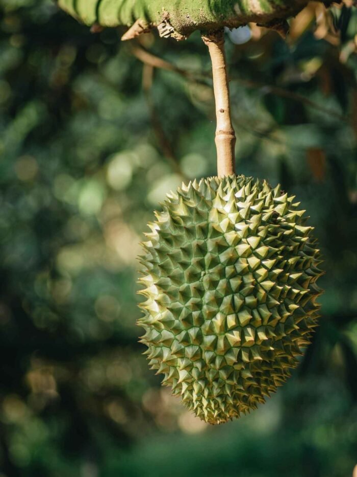 Malaysian Durian - Image 2