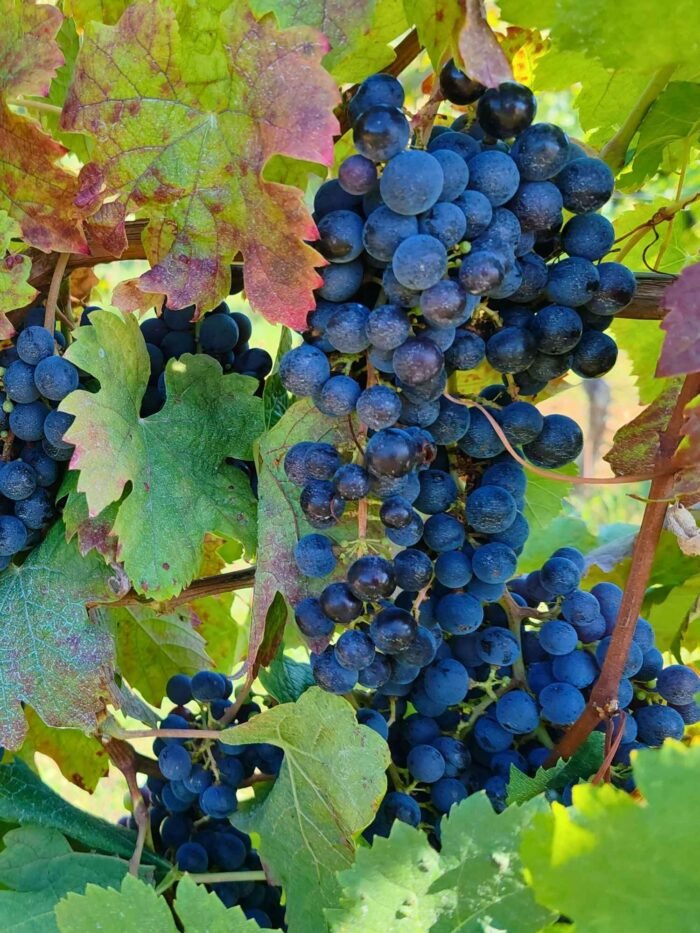 Sweet Black Grapes Plant - Image 2