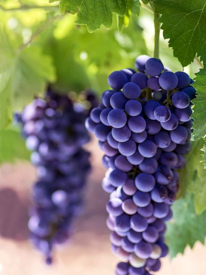 Sweet Black Grapes Plant
