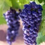 Sweet Black Grapes Plant