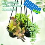 Hoya Sunrise+White Diamond+Green Leaf