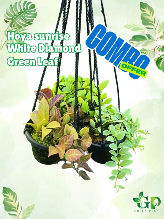 Hoya Sunrise+White Diamond+Green Leaf