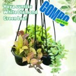 Hoya Sunrise+White Diamond+Green Leaf