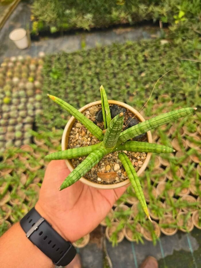 Sansevieria cylindrica (Bonsil Plant)