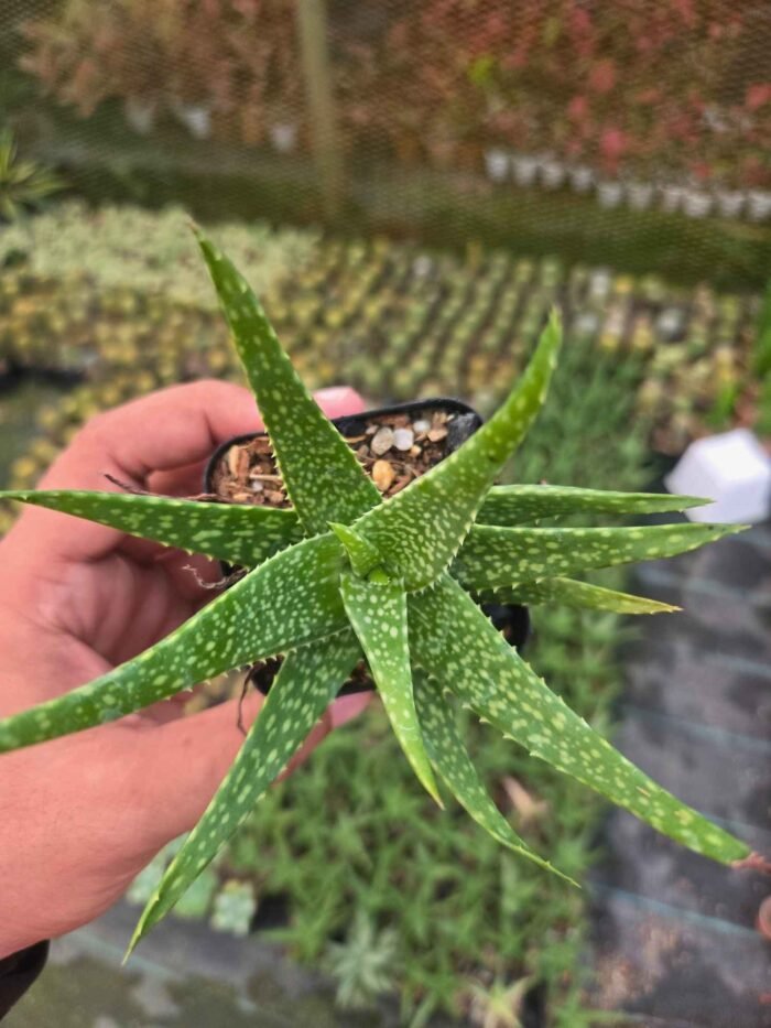Aloe Squarrosa - Image 2