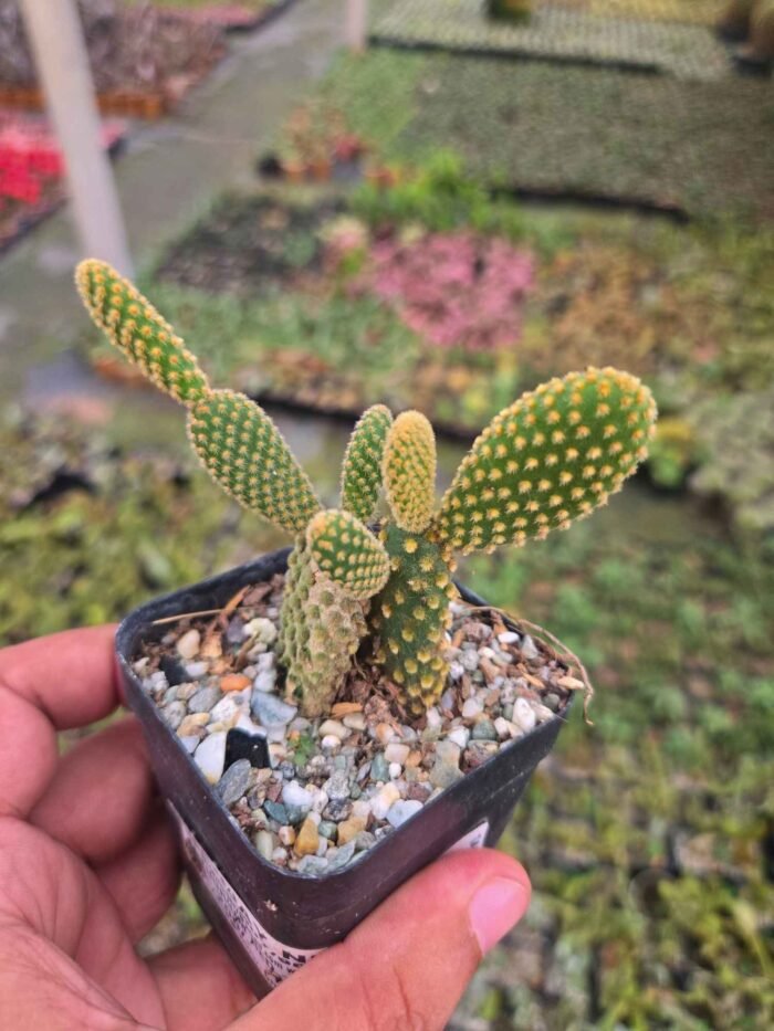 Bunny Ears Cactus