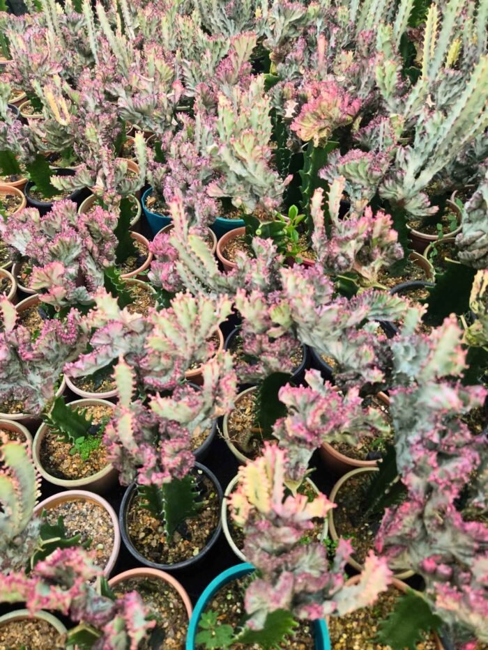 Graft Coral Cactus - Image 2