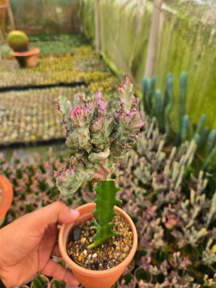Graft Coral Cactus
