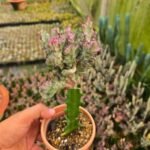 Graft Coral Cactus