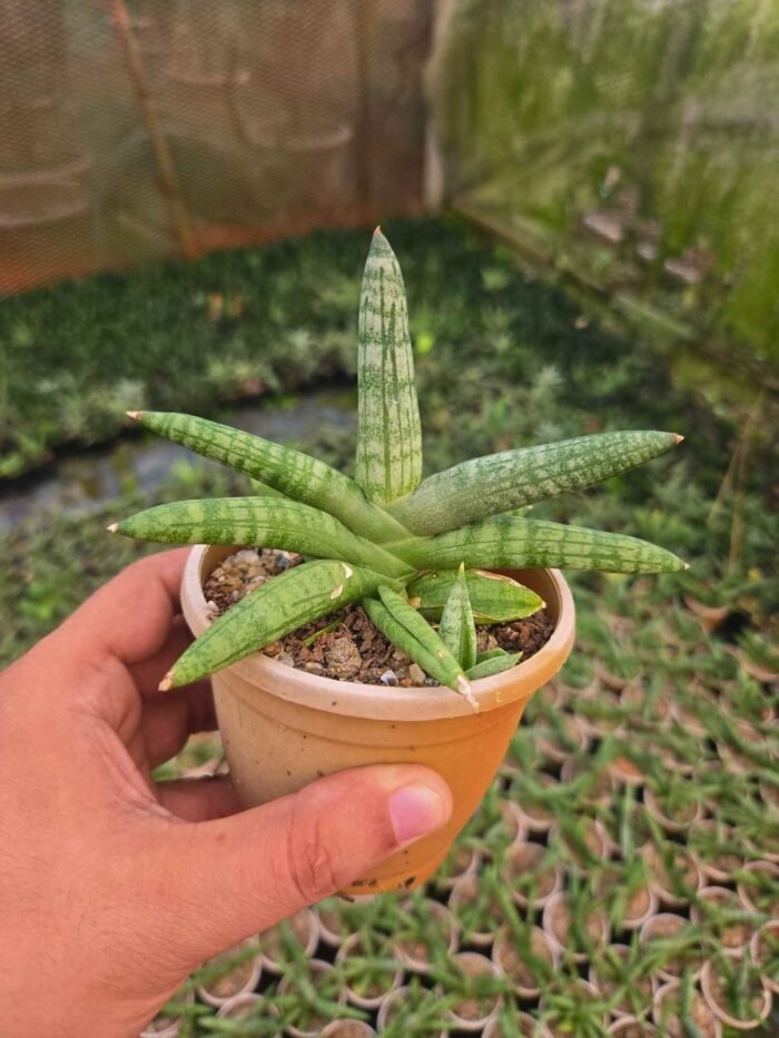 Sansevieria cylindrica (Bonsil Plant) - Image 3