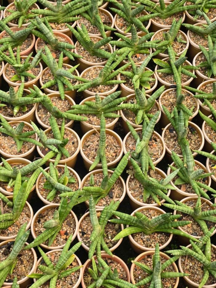 Sansevieria cylindrica (Bonsil Plant) - Image 2