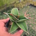 Samurai Plant