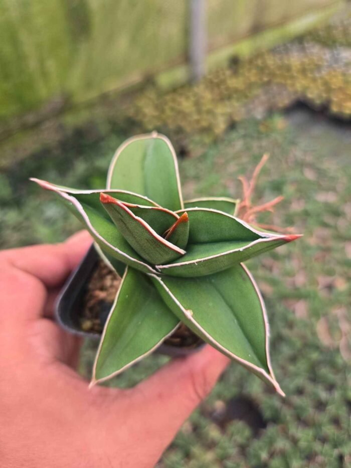 Samurai Plant