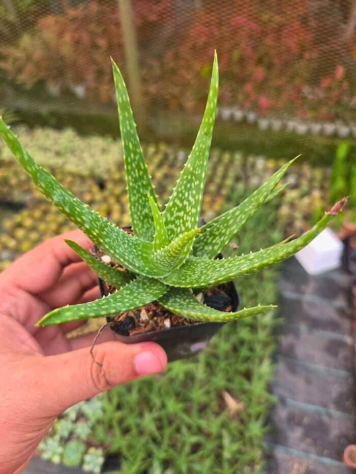 Aloe Squarrosa