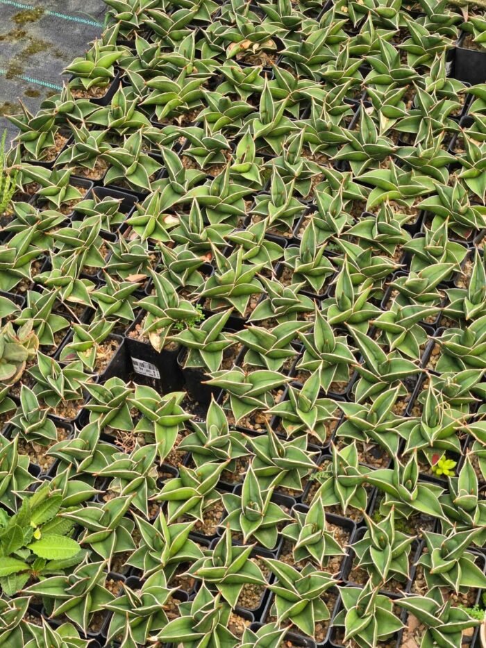 Samurai Plant - Image 2