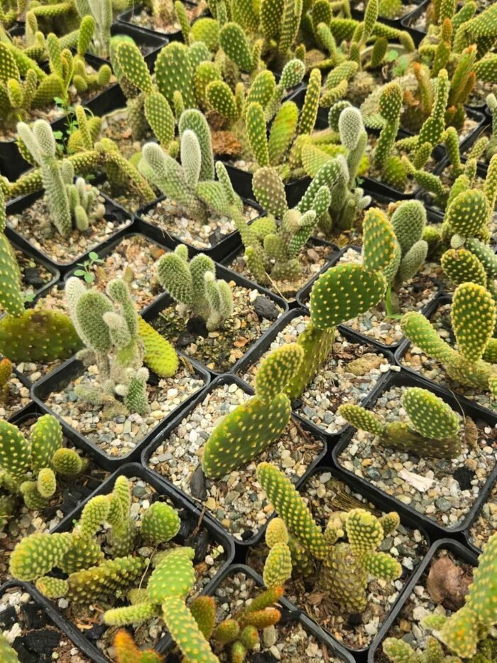 Bunny Ears Cactus - Image 2