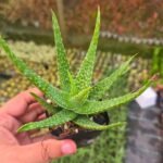 Aloe Squarrosa