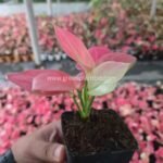 Aglaonema Pink