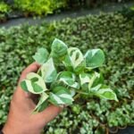 Pothos 'N'joy